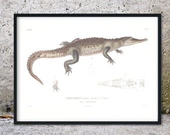Ingelijste krokodil antieke print, wetenschappelijke tekening biologie krokodil illustratie print, vintage krokodil Art Print, kunst aan de muur print