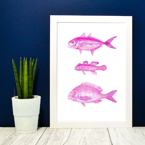Könnte beinhalten: Ein gerahmter Druck mit drei Illustrationen von rosa Fischen. Die Fische sind im Vintage-Stil gehalten und vertikal auf einem weißen Hintergrund angeordnet.