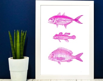 Pink Antique Fish Print- Framed coloured scientific biology drawing fishes, fish Poster, Pink fish Print A4, A3, A2