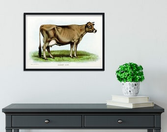 Framed Vintage cow Print, Natural history cow art print, framed cattle print, antique cow print, Jersey cow print A5 A4, A3, A2