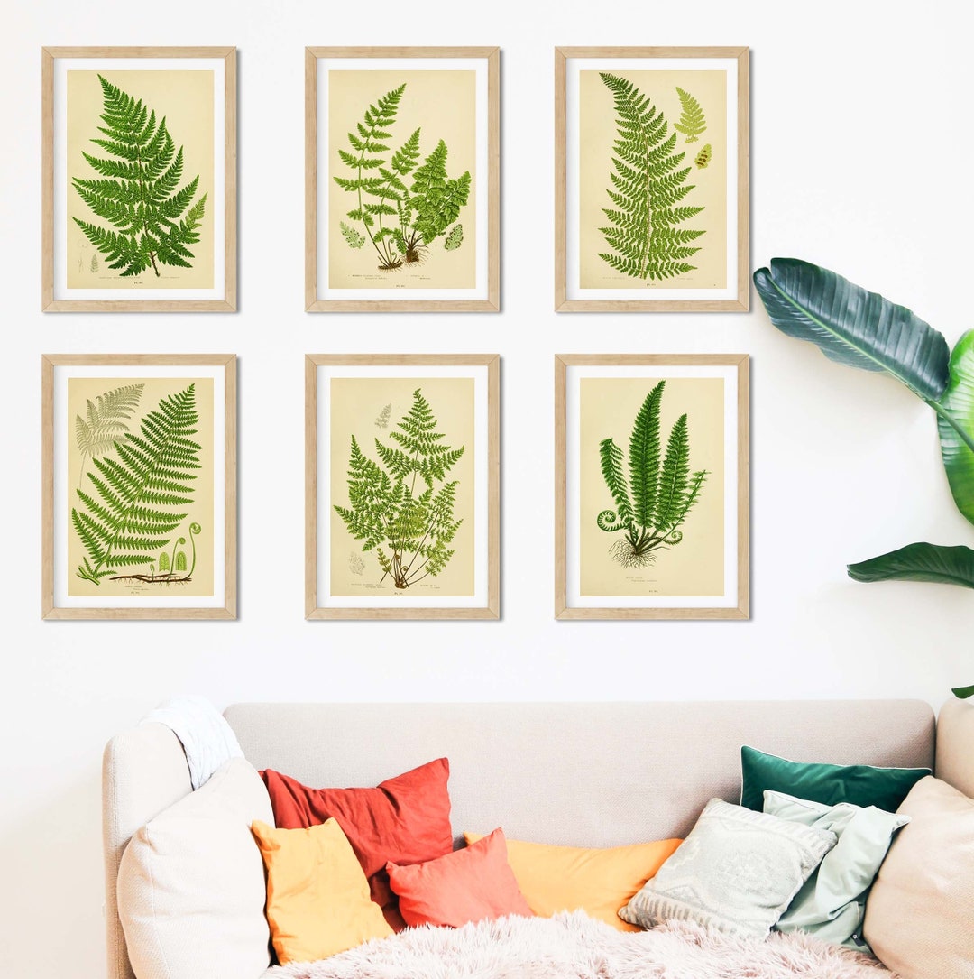 Set of 6 Framed Antique Fern Prints, Fern Botanical Art Print Set ...