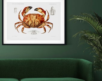 Vintage Crab Print, Antique crab decor,  Nature scientific drawing crab poster nautical print, Crab Art Print