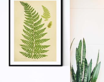 Framed Green Fern Print, vintage fern botanical leaf prints 4 of 6 botanical prints