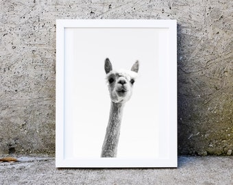 Framed llama print, llama photography wall art, alpaca peekabo boho nursery decor print, kids room animal picture, minimalist animal print