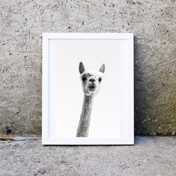 Framed llama print, llama photography wall art, alpaca peekabo boho nursery decor print, kids room animal picture, minimalist animal print