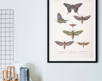 Impression de papillons de nuit vintage encadrée, affiche d'histoire naturelle et de biologie scientifique des papillons de nuit, impression d'art de papillons de nuit, impression d'insectes A5 A4, A3, A2