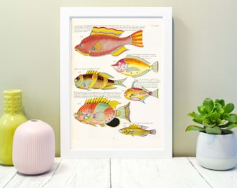 Framed Antique Fish Print, 1754 Antique tropical fish print, French Naturalist scientific nautical bathroom Art Print