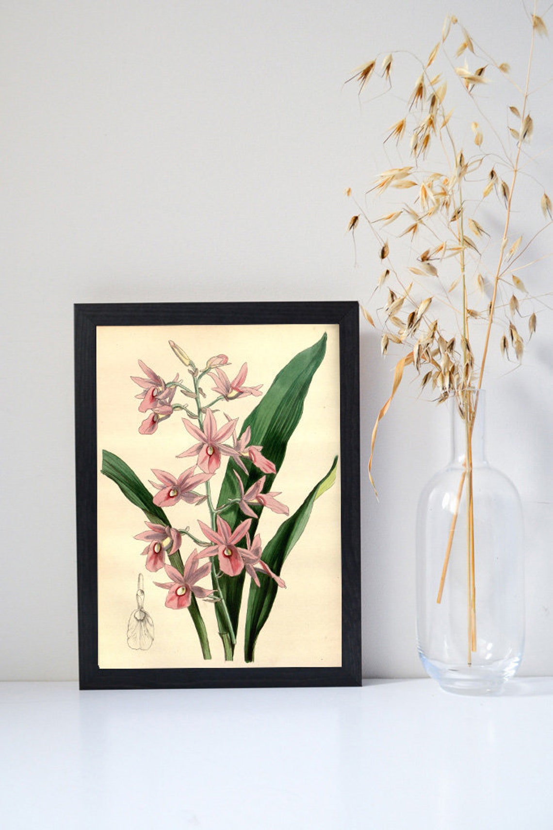 Pink Orchid Wall Art Botanical Print Framed Print of Orchid Etsy