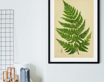 Framed antique botanical fern print, green fern vintage botanical art 1 of 6