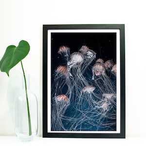May include: A framed photograph of a group of jellyfish swimming in a dark blue ocean. The jellyfish are translucent with red stripes and long, trailing tentacles.