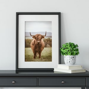 Framed highland cow print, bull photography rustic wall art, farm art cow print, highland cow art, cow photography print