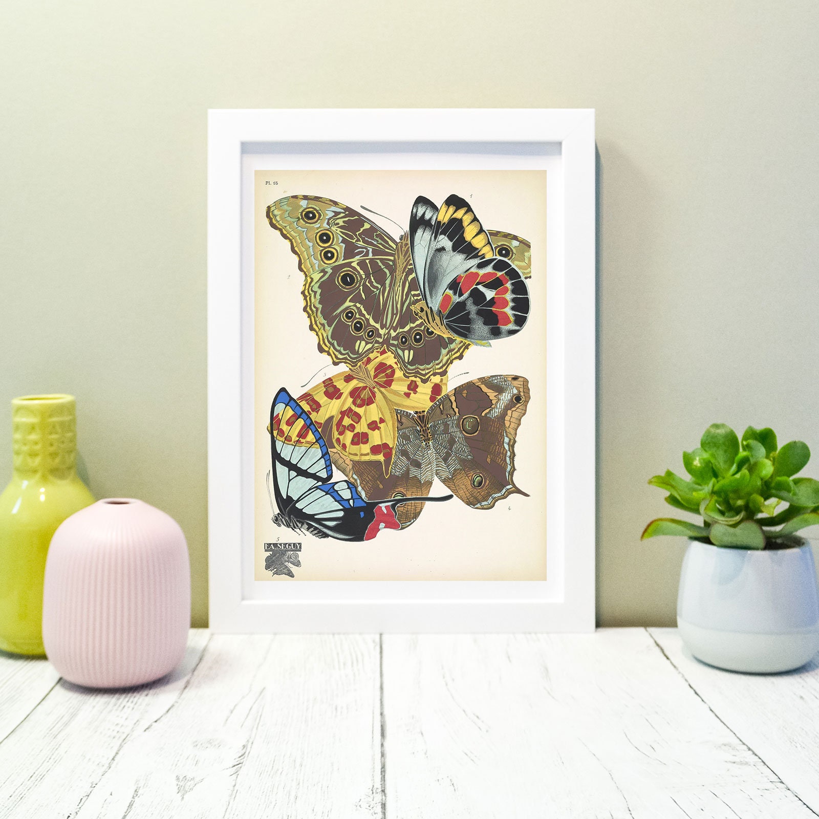 Framed Vintage Butterfly Print Natural History Butterflies | Etsy