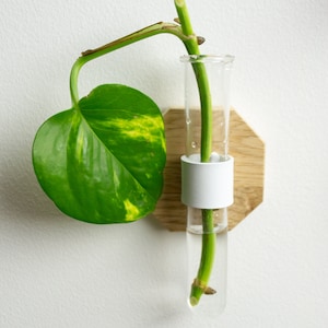 Könnte beinhalten: Eine grüne Pflanze mit einem einzigen Blatt wächst in einem durchsichtigen Glasrohr mit einem weißen Band. Das Rohr ist auf einem achteckigen Holzstück montiert.
