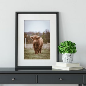 Framed highland cow print, bull photography rustic wall art, farm art cow print, highland cow art, cow photography print