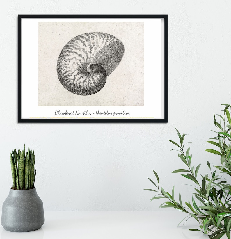 Nautilus Shell Art Print Framed Vintage Nautilus Print Etsy