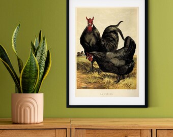 Framed Vintage Chicken Print, Natural history chicken art print, framed rooster print, antique chicken print, rooster print