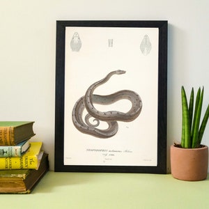 Antique Snake Print- Framed Naturalist scientific biology drawing tropical boa study Poster Wall Art Print A4, A3, A2