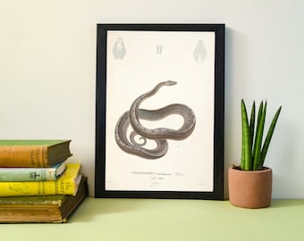Antique Snake Print- Framed Naturalist scientific biology drawing tropical boa study Poster Wall Art Print A4, A3, A2