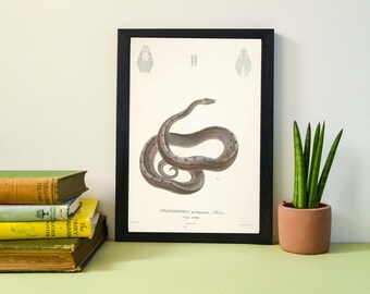 Antique Snake Print- Framed Naturalist scientific biology drawing tropical boa study Poster Wall Art Print A4, A3, A2