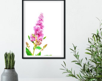 Pink Minimalist Botanical Print,  Wildflower photography