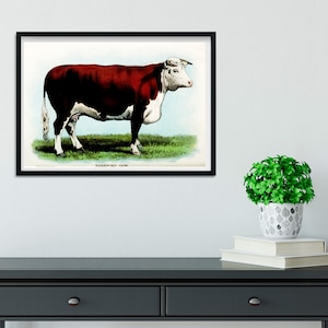 Framed Vintage cow Print, Natural history cow art print, framed cattle print, antique cow print, Hereford cow print A5 A4, A3, A2