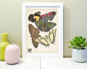 Framed Vintage Butterfly Print, Natural history butterflies Poster, butterfly Wall Art Print 6 of 16 A5 A4, A3, A2