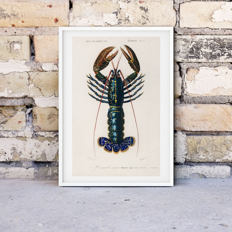 Framed Lobster Print, Vintage Crawfish Scientific chart, crayfish sea life poster, Kitchen art seafood print image 3