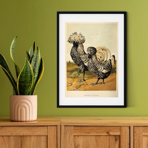 Framed Vintage Chicken Print, Natural history chicken art print, framed rooster print, antique chicken print, rooster print