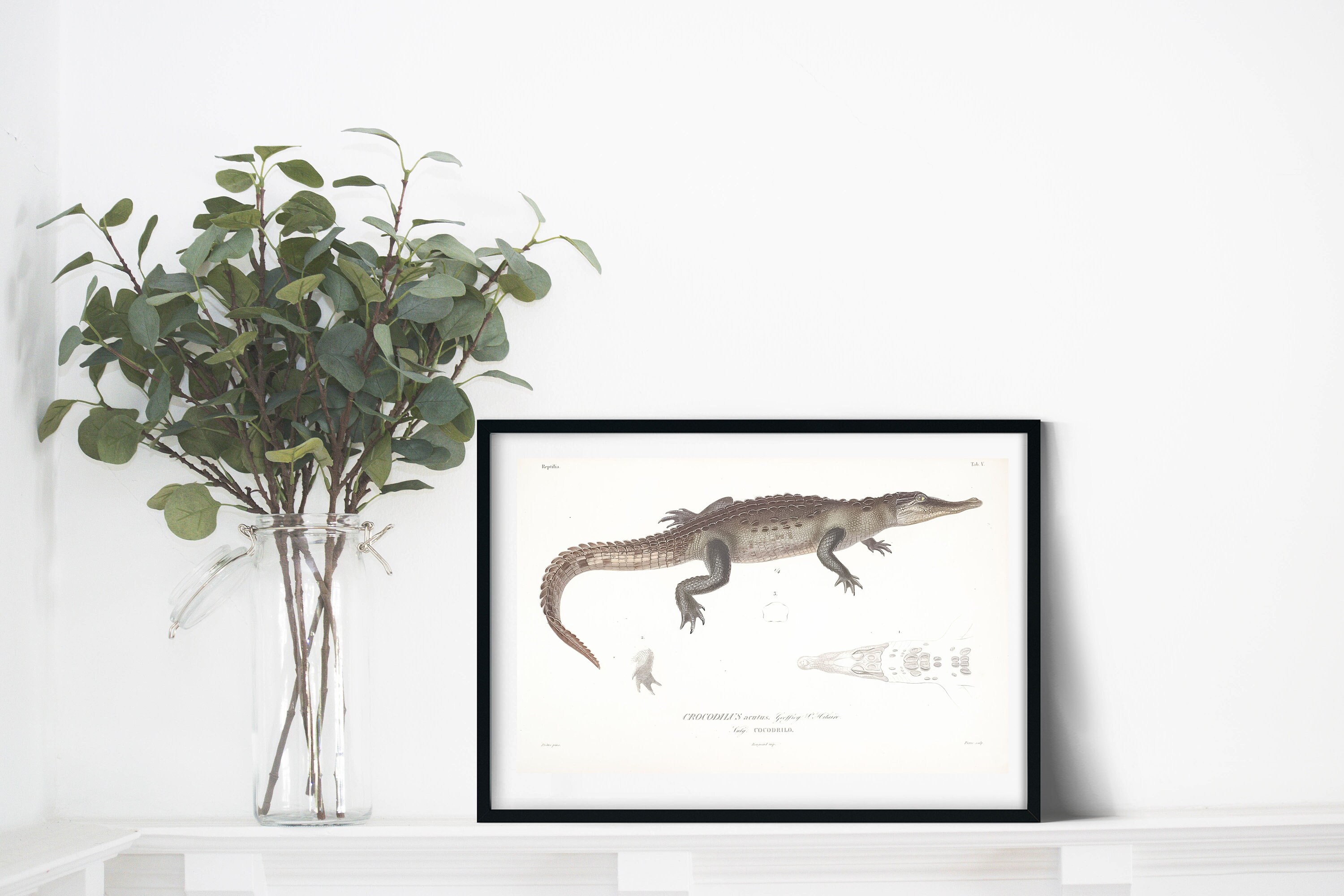 Framed Crocodile antique print scientific drawing biology | Etsy