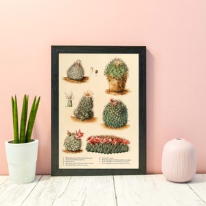 Antique Cactus Print, Vintage Botanical Cactus flower print 2