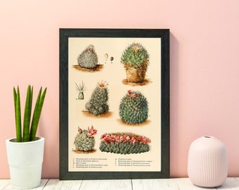 Antique Cactus Print, Vintage Botanical Cactus flower print 2