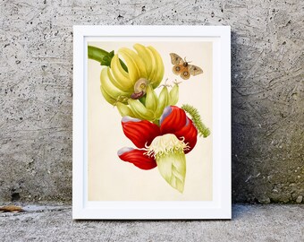 Framed Antique Banana Flower Print Botanical Wall Art Print