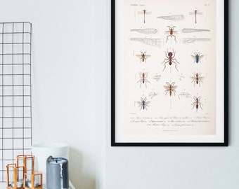 Framed Vintage insect Print, Natural history scientific biology ant Poster, ant Wall Art Print, insect wall art print