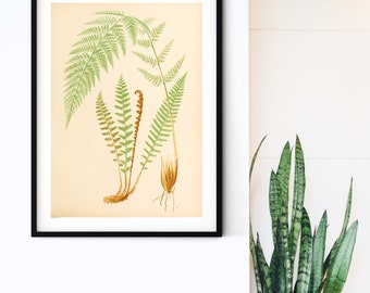Botanical Fern, green fern leaf print, framed botanical prints