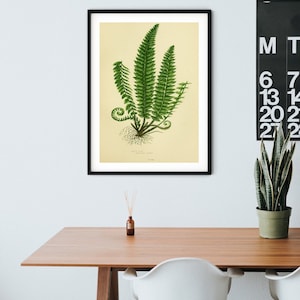 Fern Wall Art, botanical fern art print of green fern 6 of 6