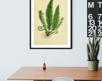 Fern Wall Art, botanical fern art print of green fern 6 of 6