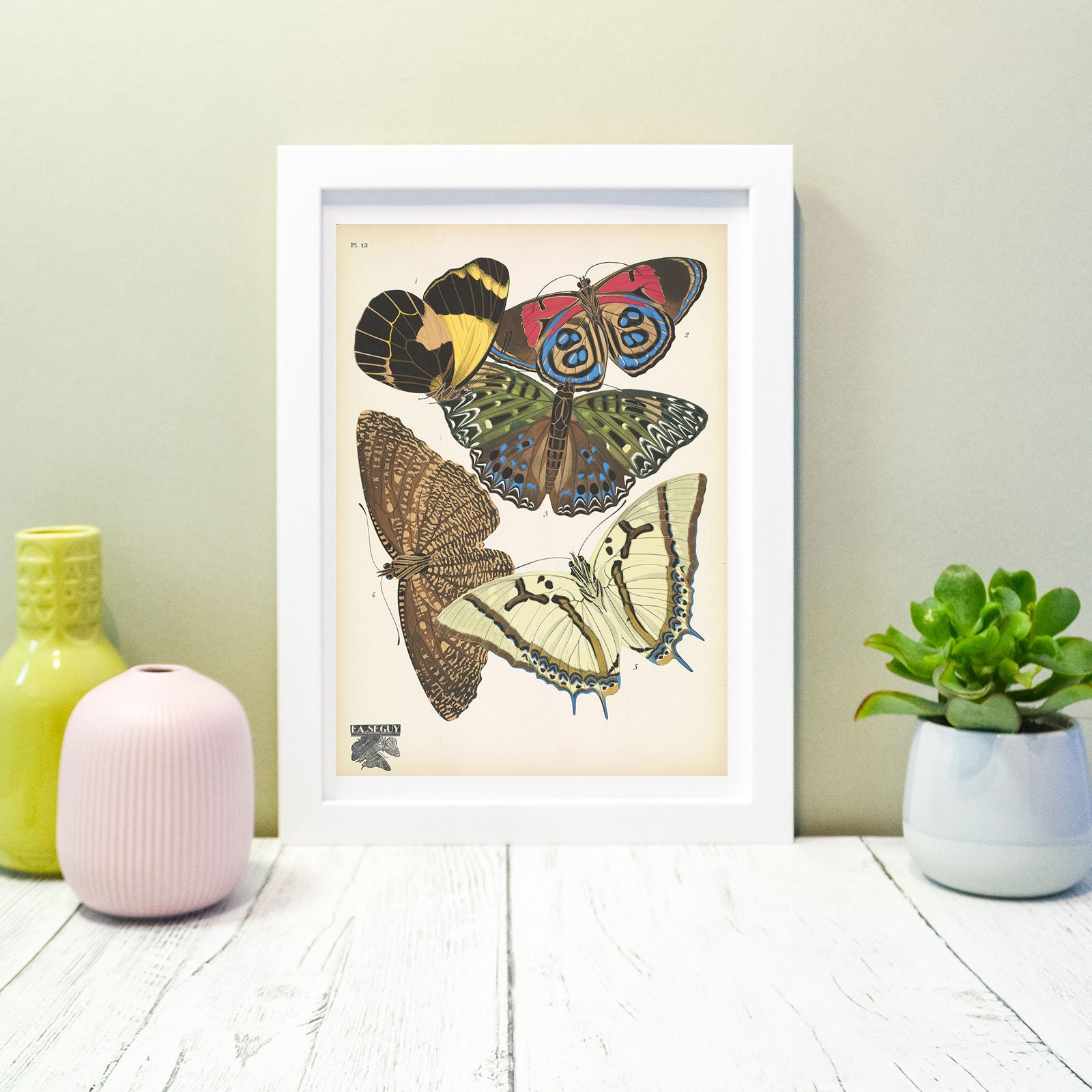Set of 6 Framed Vintage Butterfly Print Natural History | Etsy