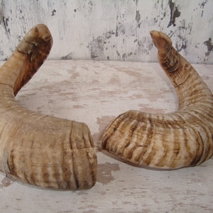 Ram horn, Natural Horn , Pagan Gothic Supplies , Real Animal Bones , Halloween ,GIFT FOR Halloween, Natural Findings,set of 2 ram horn
