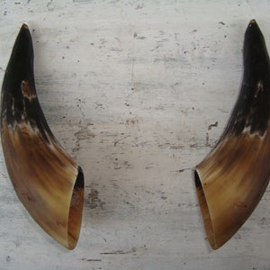 Natural Horn , Halloween ,GIFT FOR Halloween , Real Animal Bones , Creepy Macabre Art Supplies , Natural Findings,set of 2 bull horn