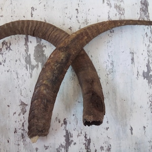 May include: Two brown, curved horns with a rough texture, lying on a white, textured surface.