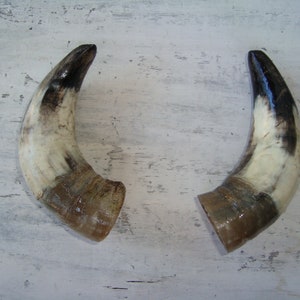 Natural Horn , Halloween ,GIFT FOR Halloween , Real Animal Bones , Creepy Macabre Art Supplies , Natural Findings,set of 2 bull horn
