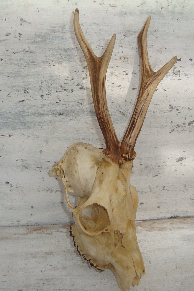 Animal Horn deer Skull roe Horn vintage Horn raw Horn Etsy