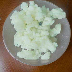 5 g Kefir grains fresh natural organic kefir grains Himalayan grains make natural kefir live culture starter grain