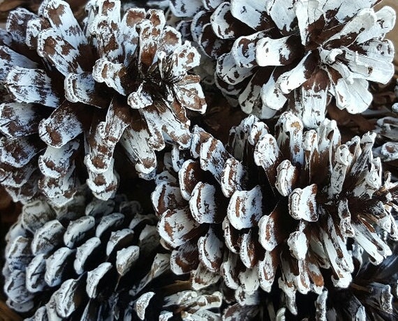 Pine Cones, Pine Cone Decor, Rustic Wedding Decor, Rustic Farm House,  Christmas Decor, Winter Wedding, Natural Pine Cones, Decorations 