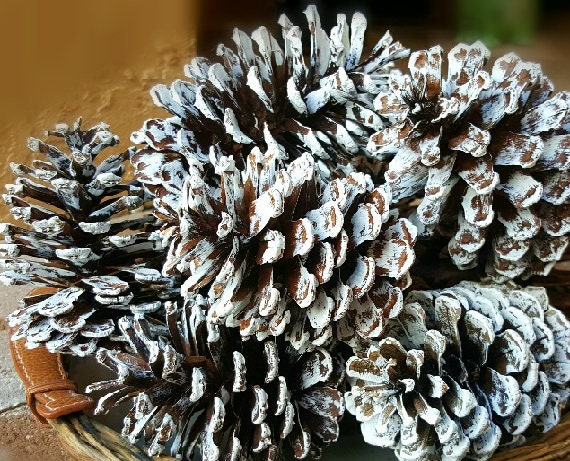 Pine Cones, Pine Cone Decor, Rustic Wedding Decor, Rustic Farm House,  Christmas Decor, Winter Wedding, Natural Pine Cones, Decorations 