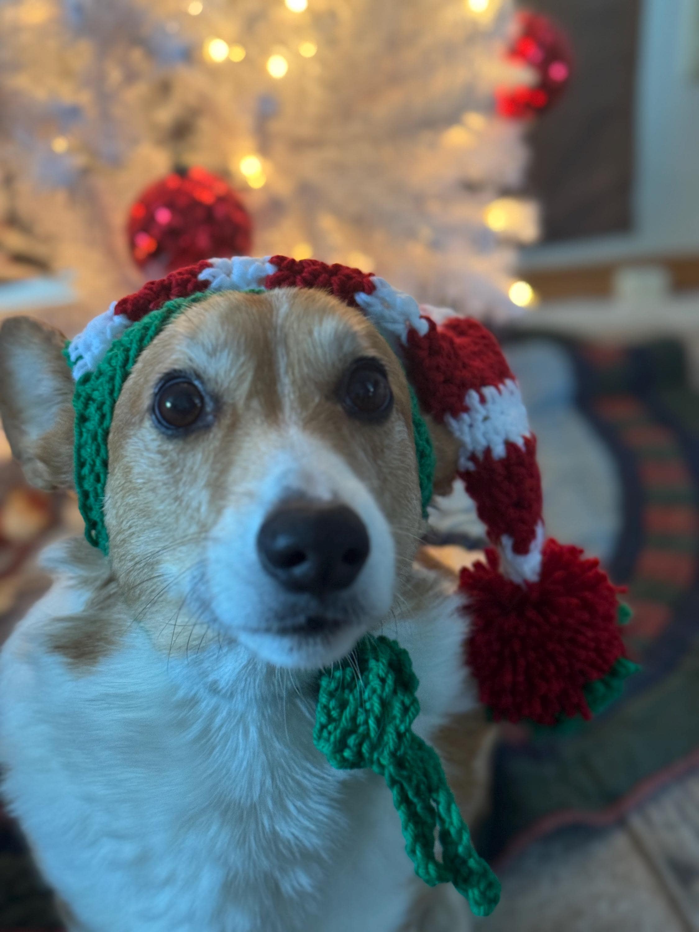 39 Dog Hat Crochet Patterns to Make for Photos, Gifts, and Festive Dress-Up 12 Crochet Dog Elf Hat Xs-l