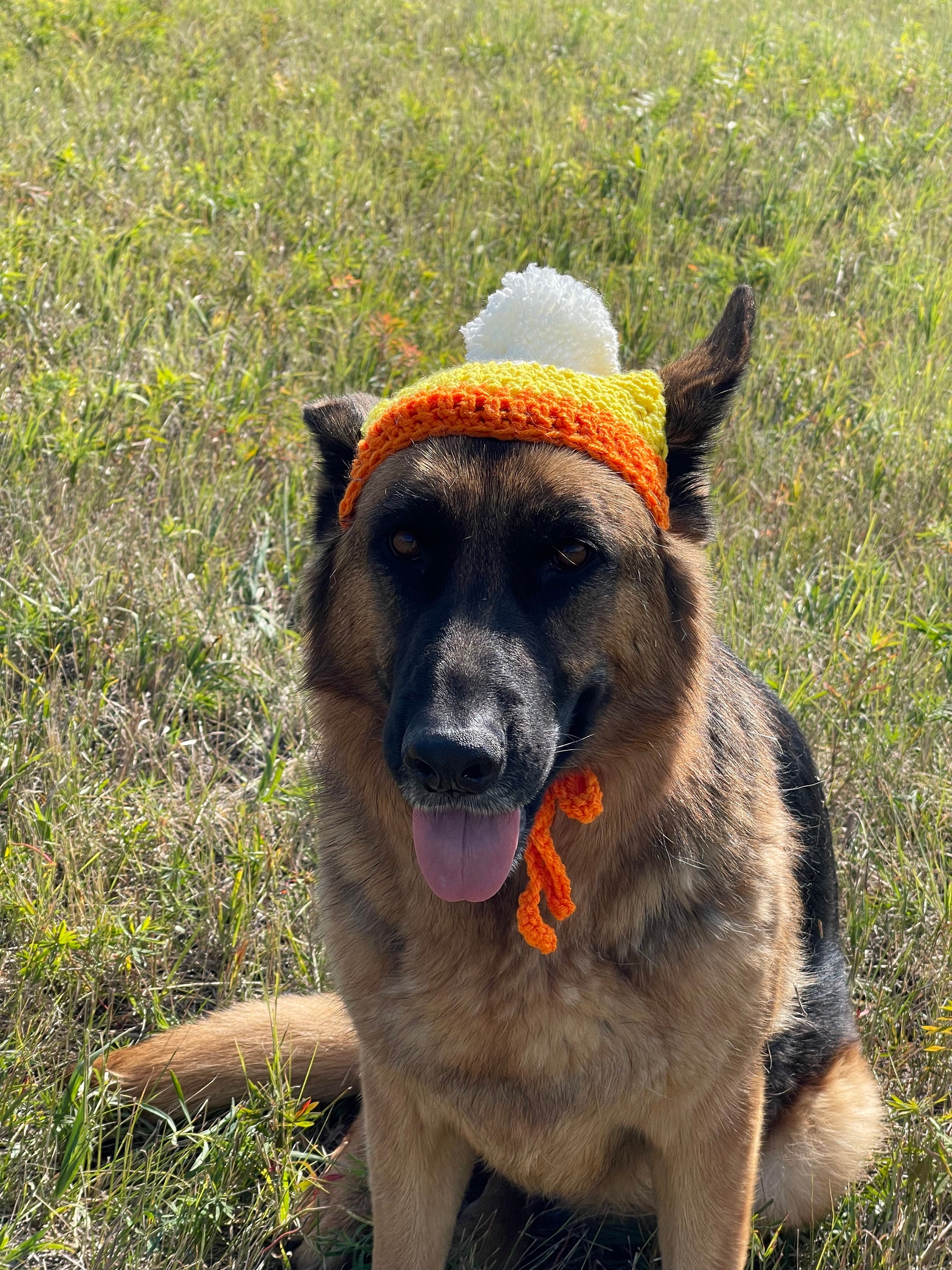 Corn 2025 dog hat