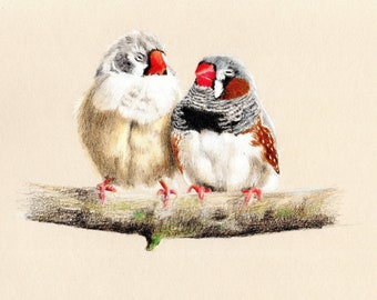 Zebra finches, birds of a feather, finches, finch, colour pencils, pencil drawing, art print, limited edition, Giantmousie