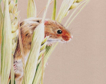 Harvest mouse, mouse, mice, wheat, pencil drawing, colour pencils, art print, limited edition, Giantmousie