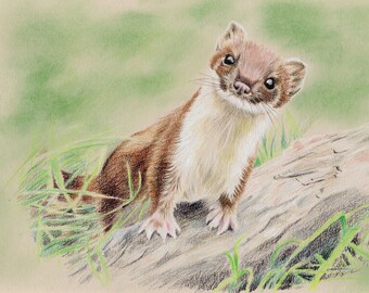 Stoat, stoats, mustelids, wildlife, British wildlife, pencil drawing, colour pencils, chalk pastels, pastel, art print, limited edition